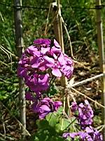Monnaie du pape - Lunaria annua (3)